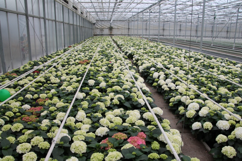 pepiniere-LA CADIERE D AZUR-min_nursery-hydrangea-white-flowers-greenhouse-flower-1609210-pxhere.com